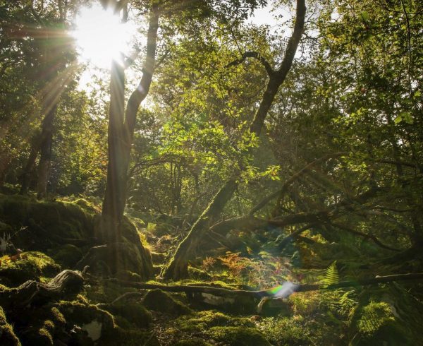 Celtic Rainforest