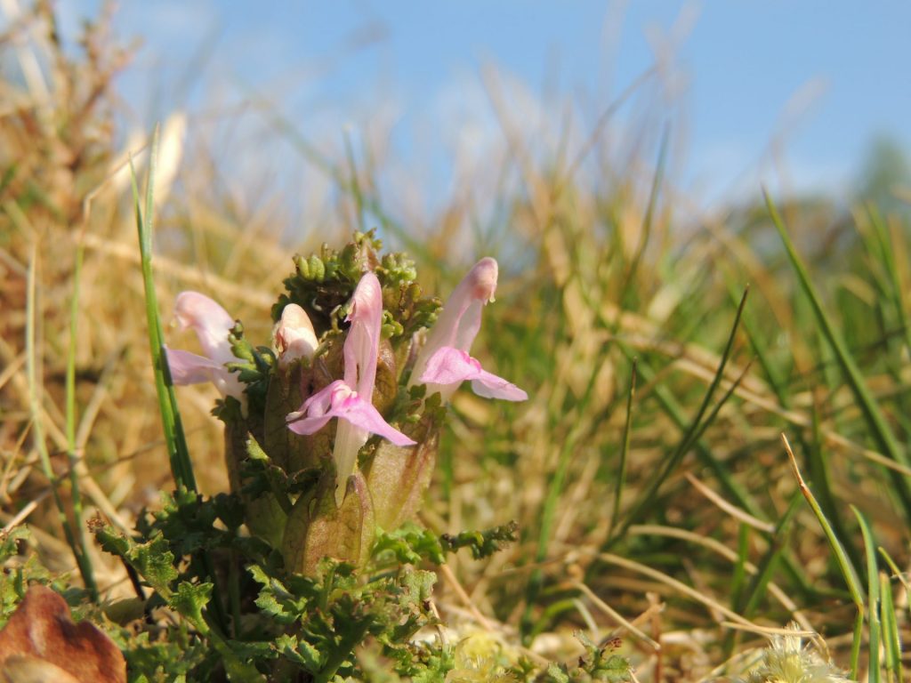 Lousewort