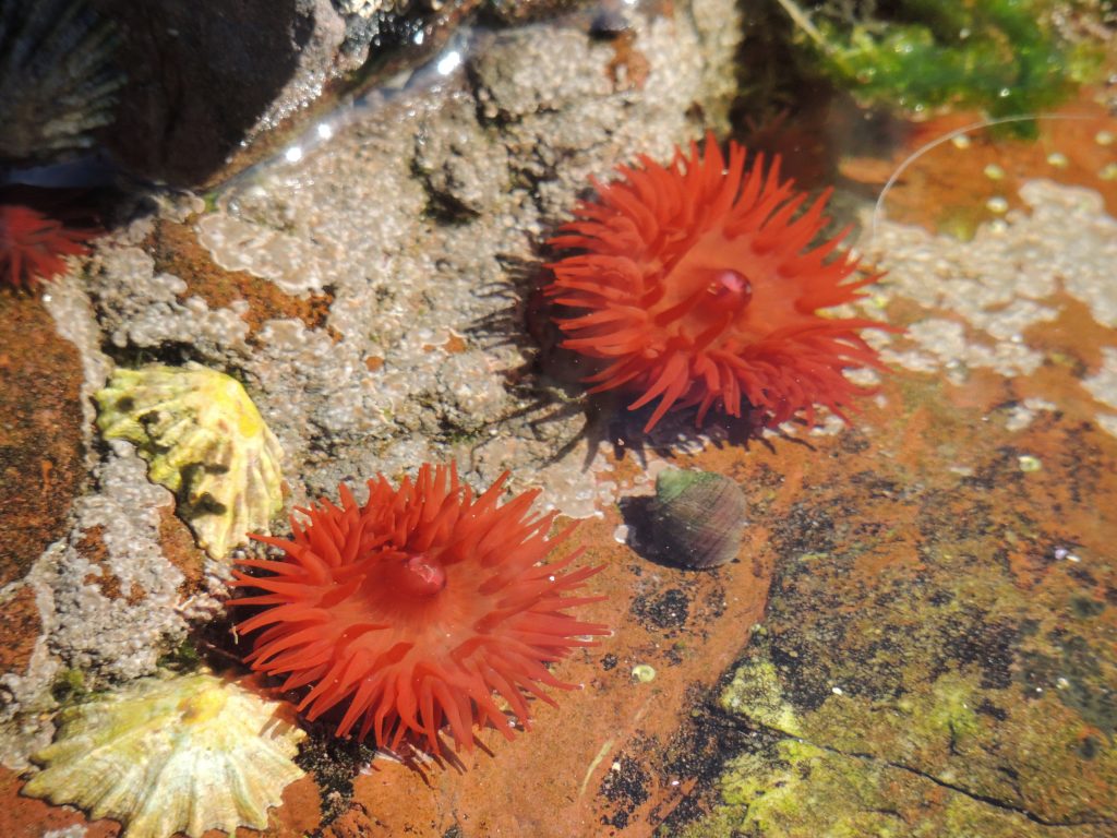 Image of anenomes in Wales