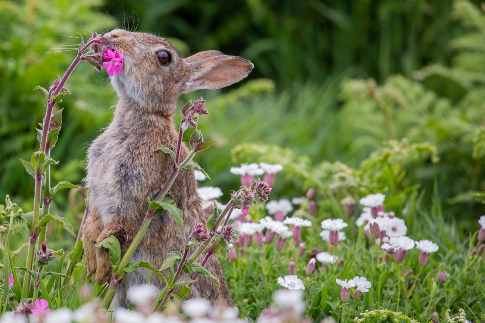 Rabbit in campion Sorcha Lewis