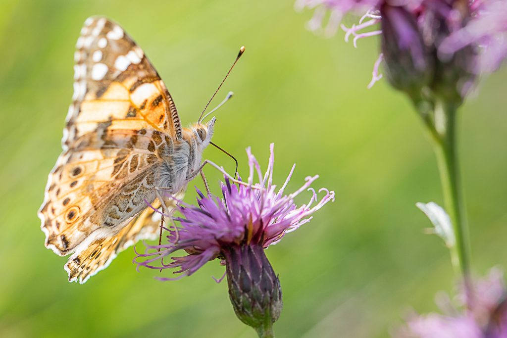 Painted Lady by Sorcha Lewis