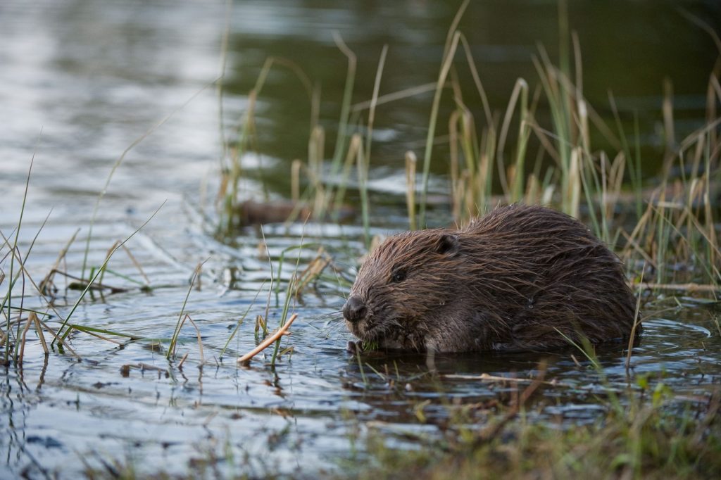 Beaver. Allard Martinius