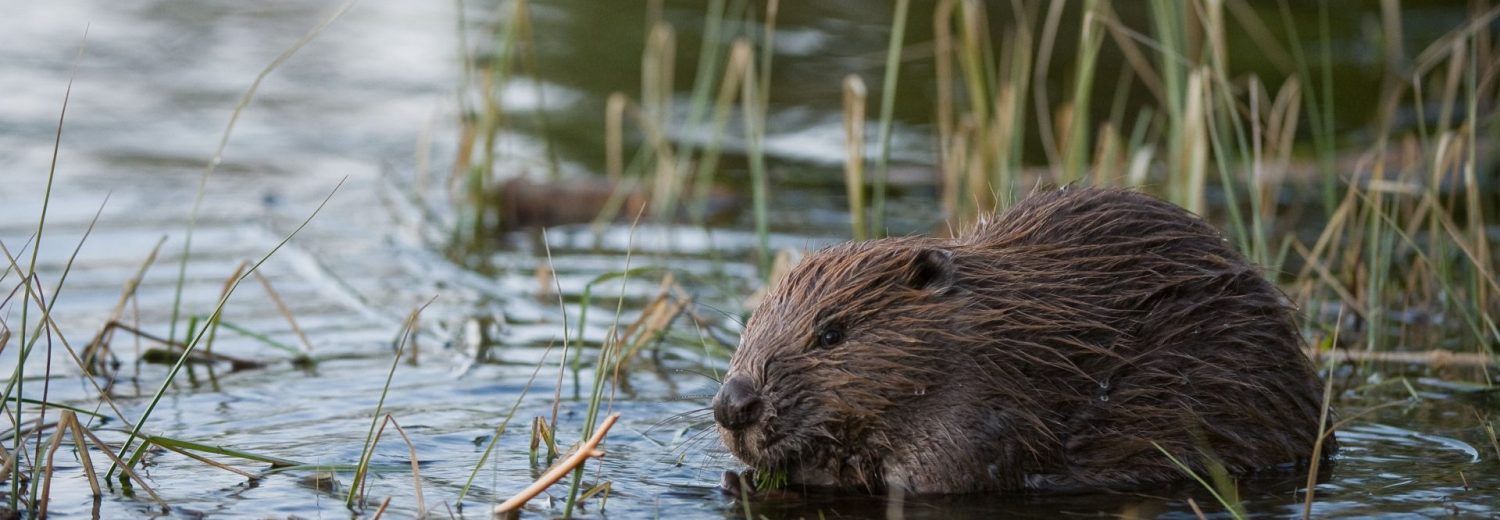Beaver. Allard Martinius
