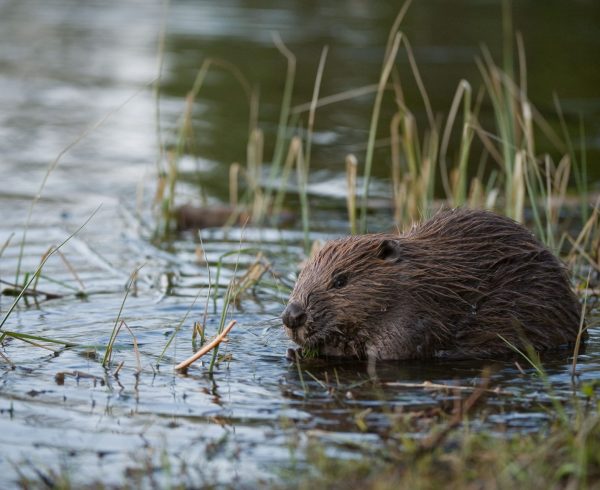 Beaver. Allard Martinius