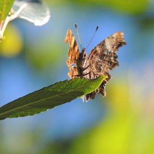 Comma butterfly