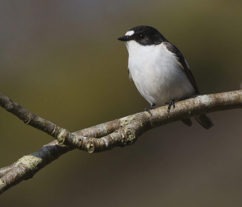 Male-Pied-Flycatcher: photo Jeff Slocombe