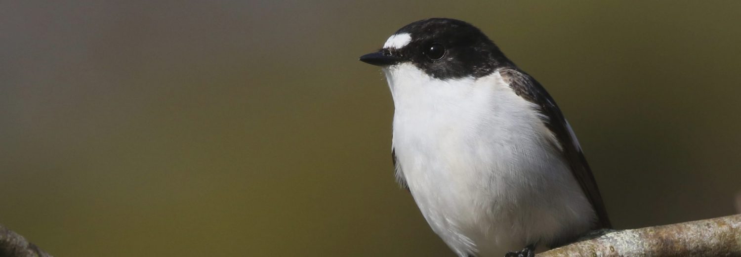 Male-Pied-Flycatcher: photo Jeff Slocombe