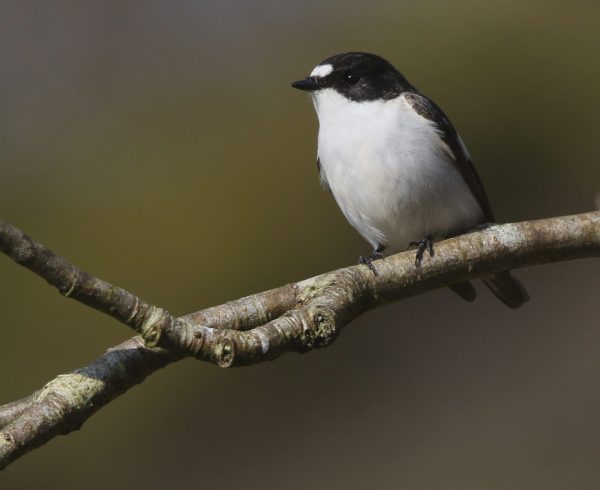 Male-Pied-Flycatcher: photo Jeff Slocombe
