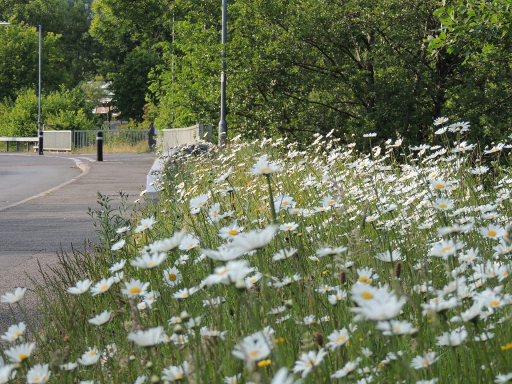 Wildflower roadside verge in the Amman Valley