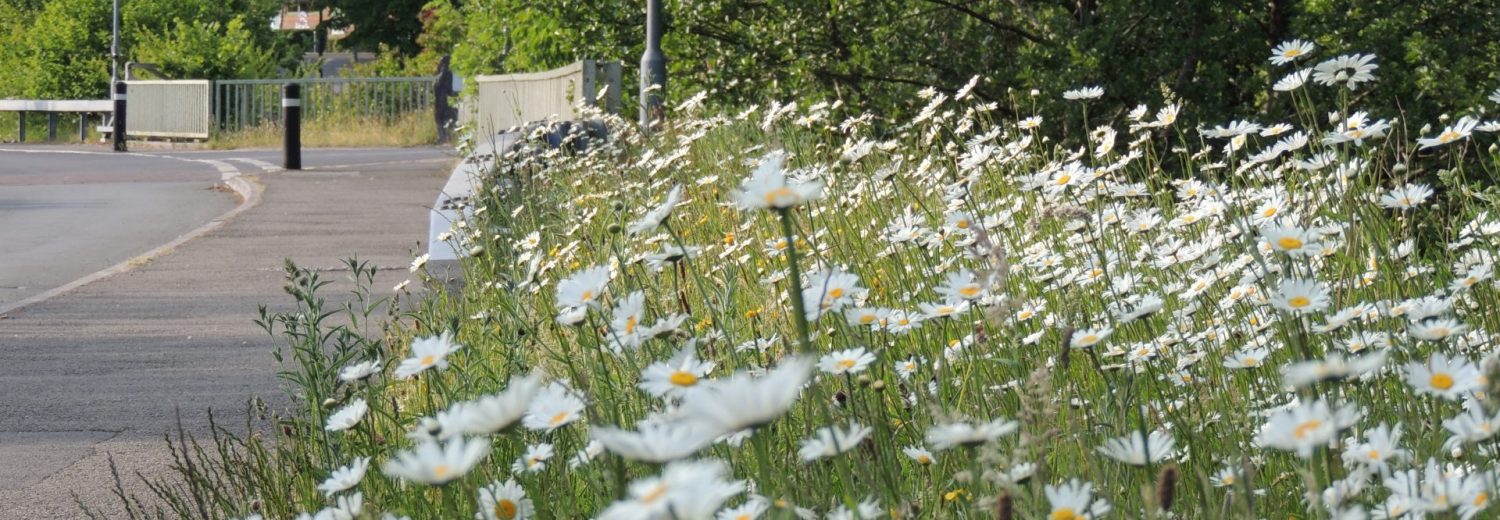Wildflower roadside verge in the Amman Valley