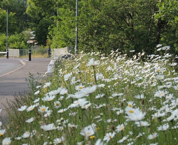 Wildflower roadside verge in the Amman Valley