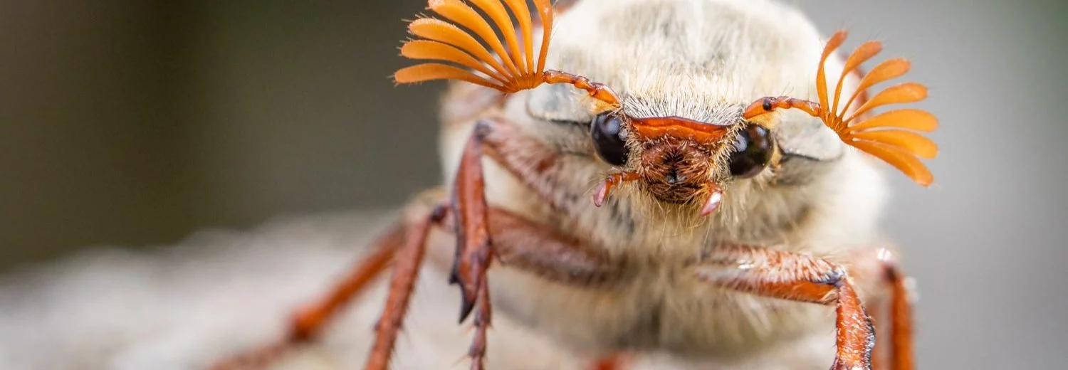 coch chaffer Sorcha Lewis