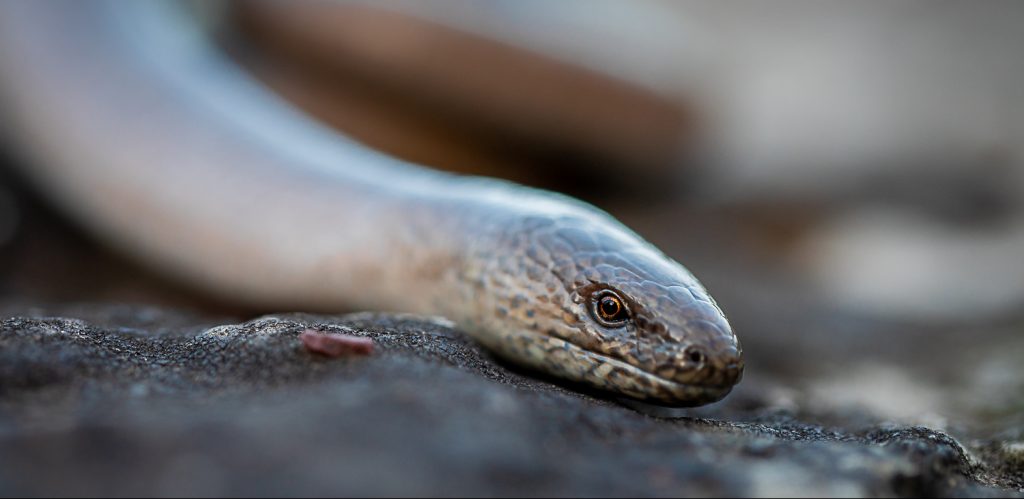slow worm by Sorcha Lewis