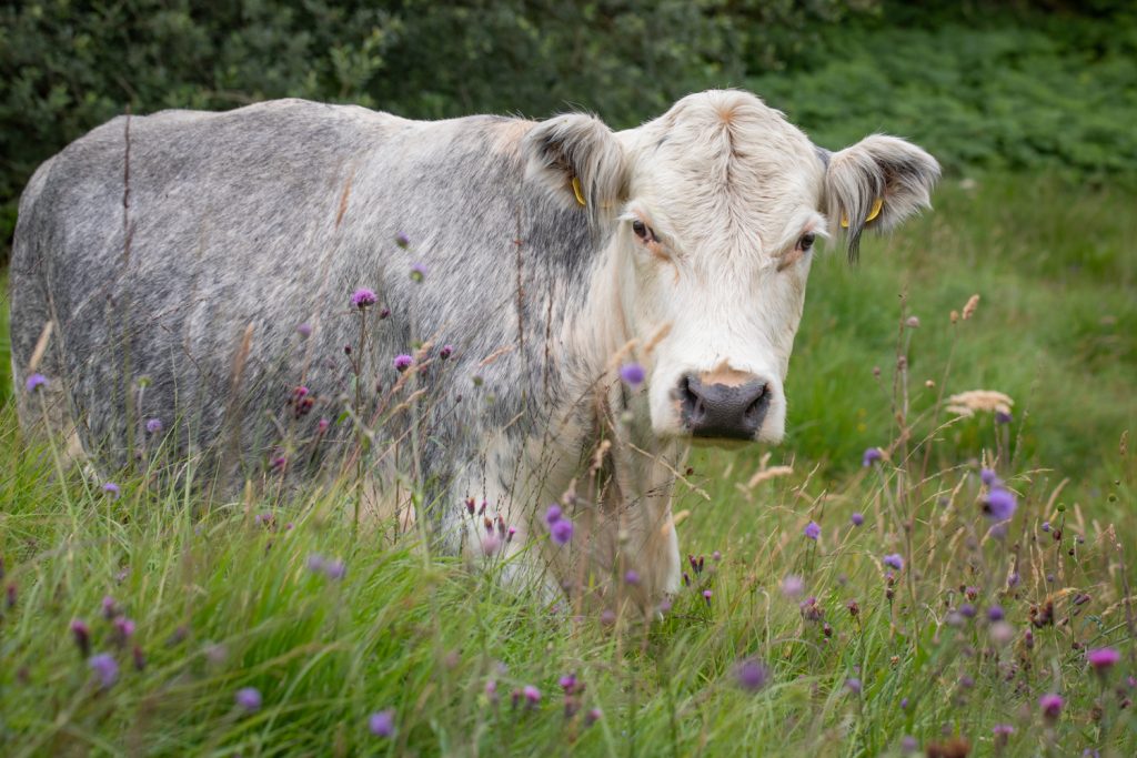 Cattle Grazing Rhos Pasture