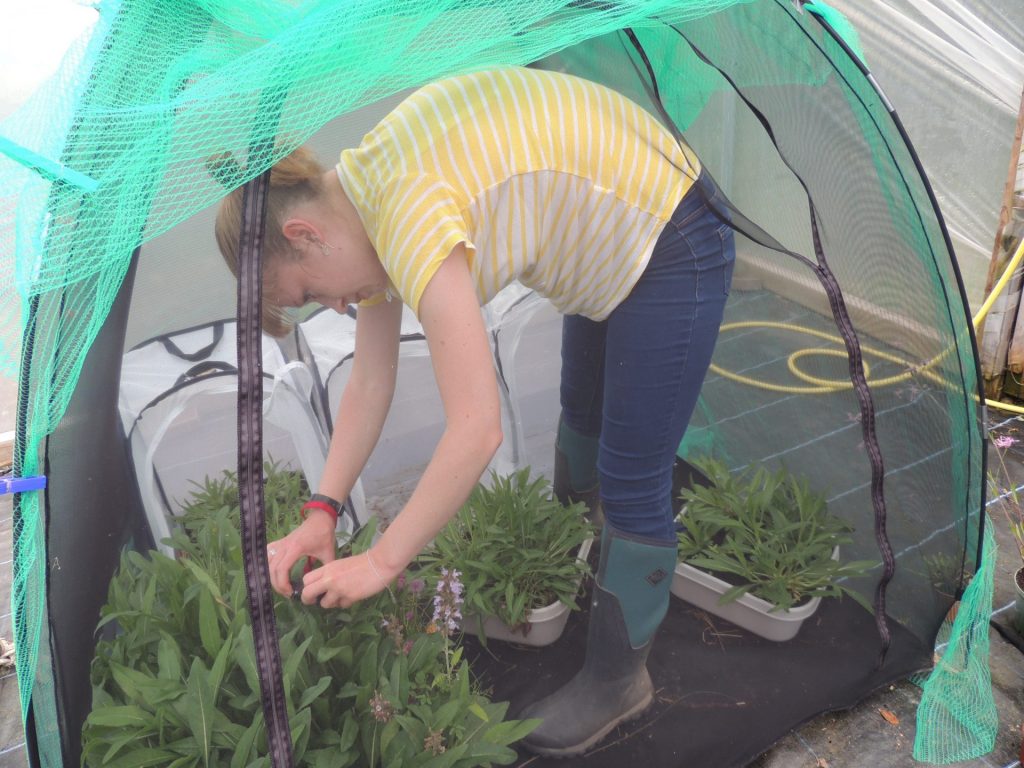 Volunteer Katie Ritchie checking the Marsh Fritillary rearing pen