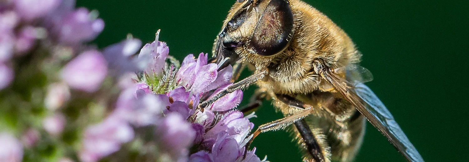 hoverfly on purple flowers