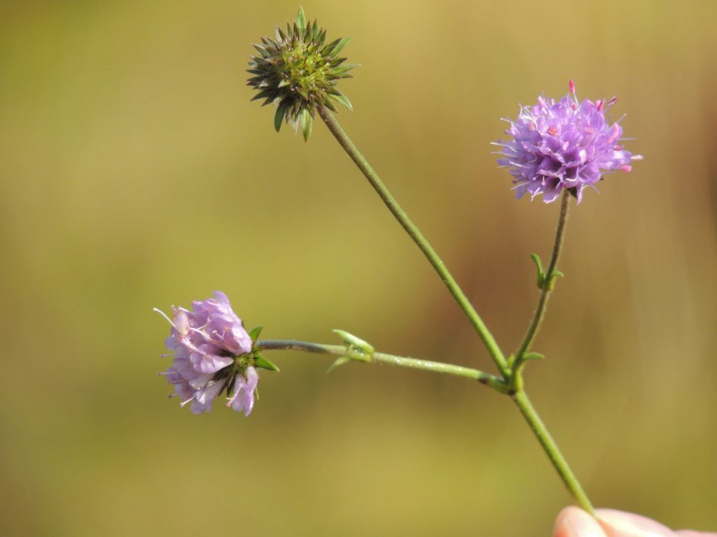 Devil's-bit Scabious