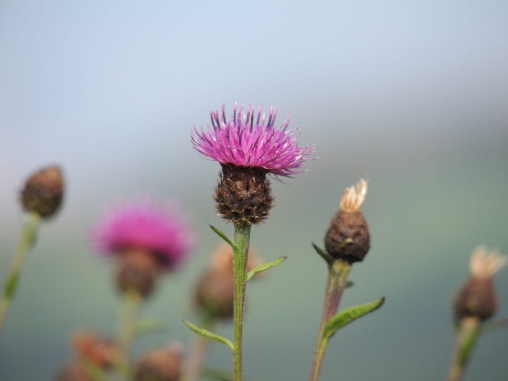 Black Knapweed