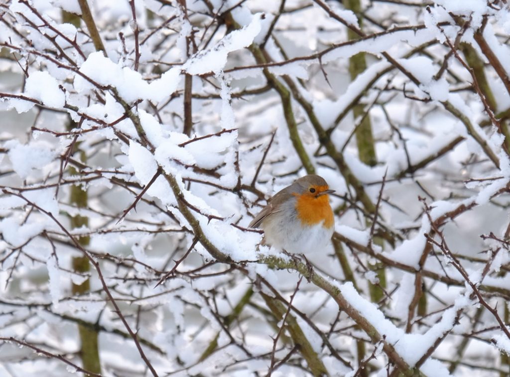 Robin in snow Jan 21