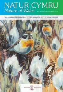 Natur Cymru 65 - Whinchats by Nick Derry