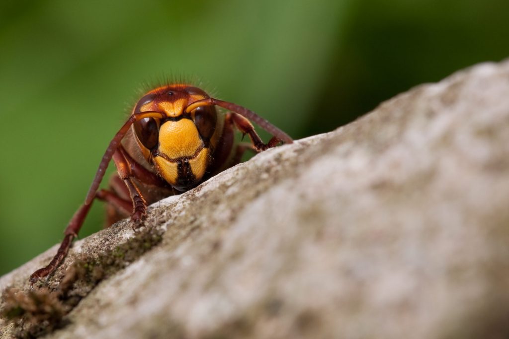 Hornet - Vespa crabro