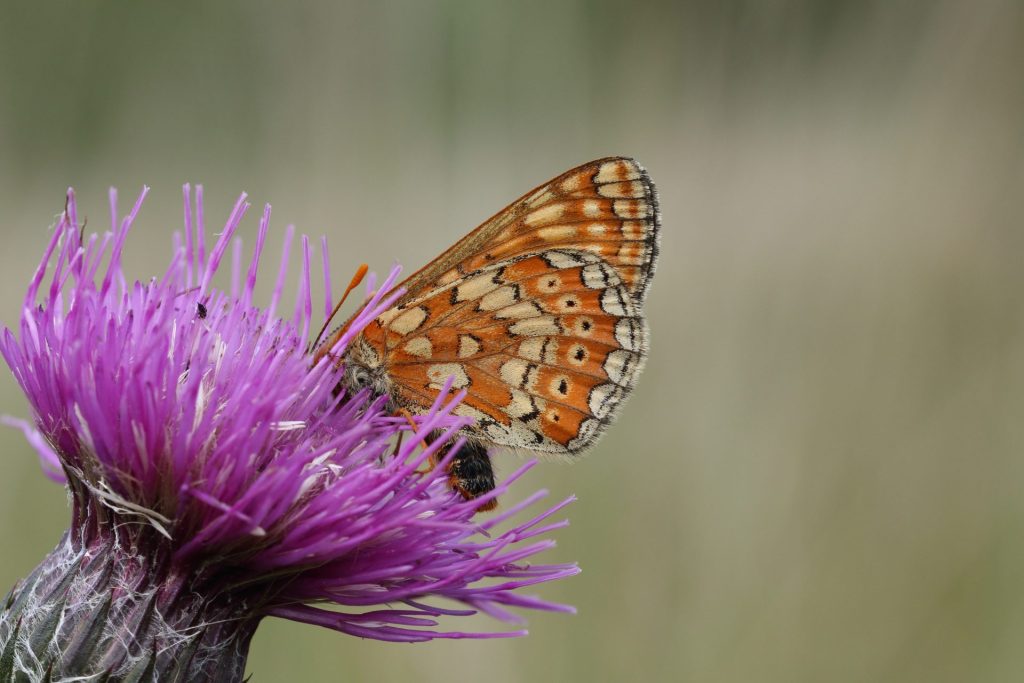 Marsh Fritillary feeding on Meadow Thistle on Llantrisant Common.
