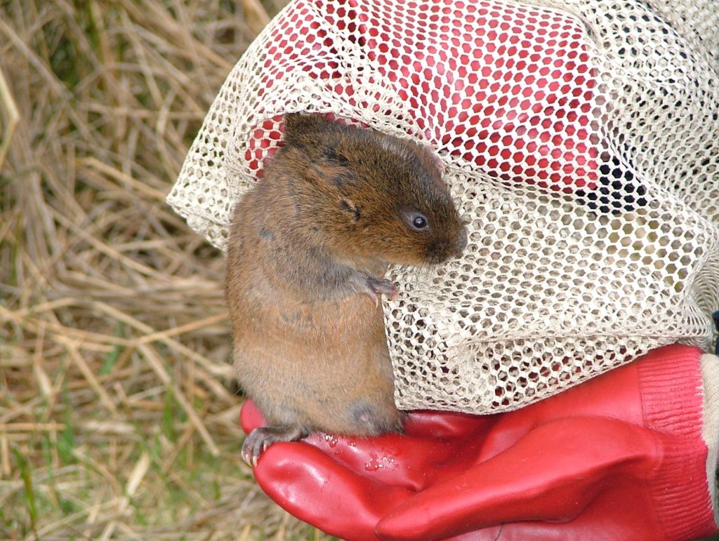 Water-Vole-in-hand