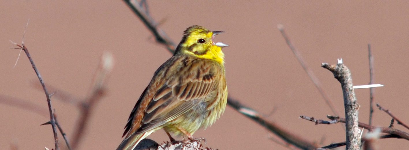 Yellowhammer. Clive Hurford