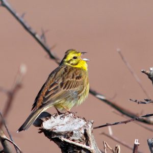 Yellowhammer. Clive Hurford