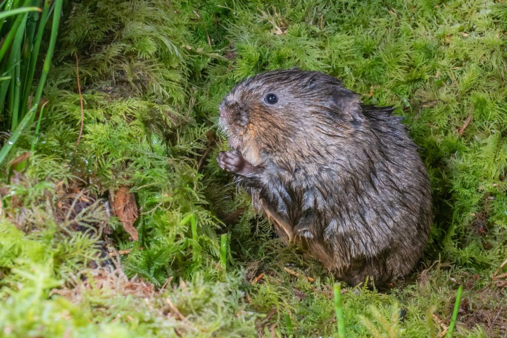 Water Vole