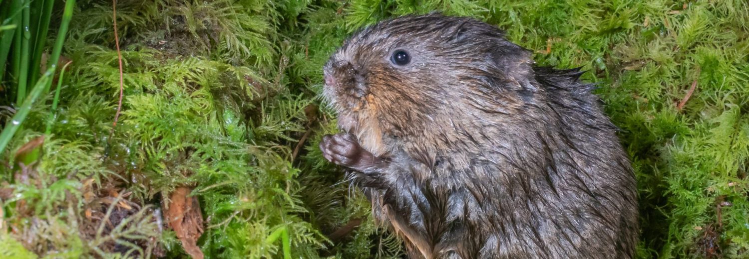 Water Vole