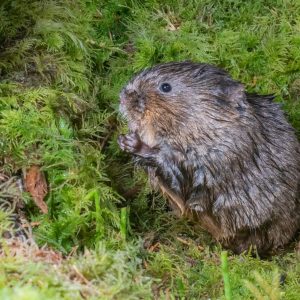 Water Vole