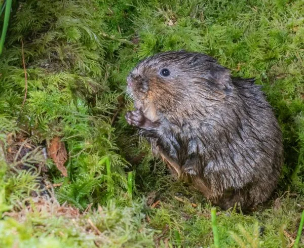 Water Vole