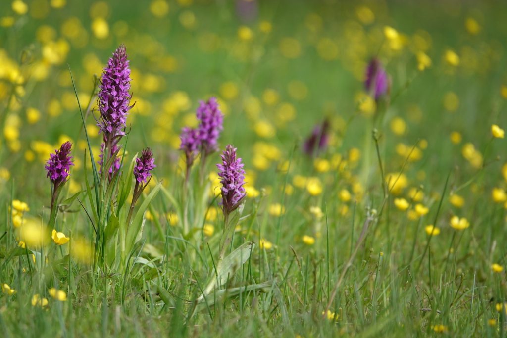 Stop the War on Nature