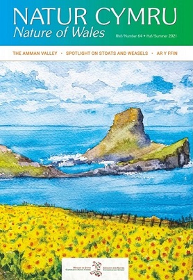 Natur Cymru 64