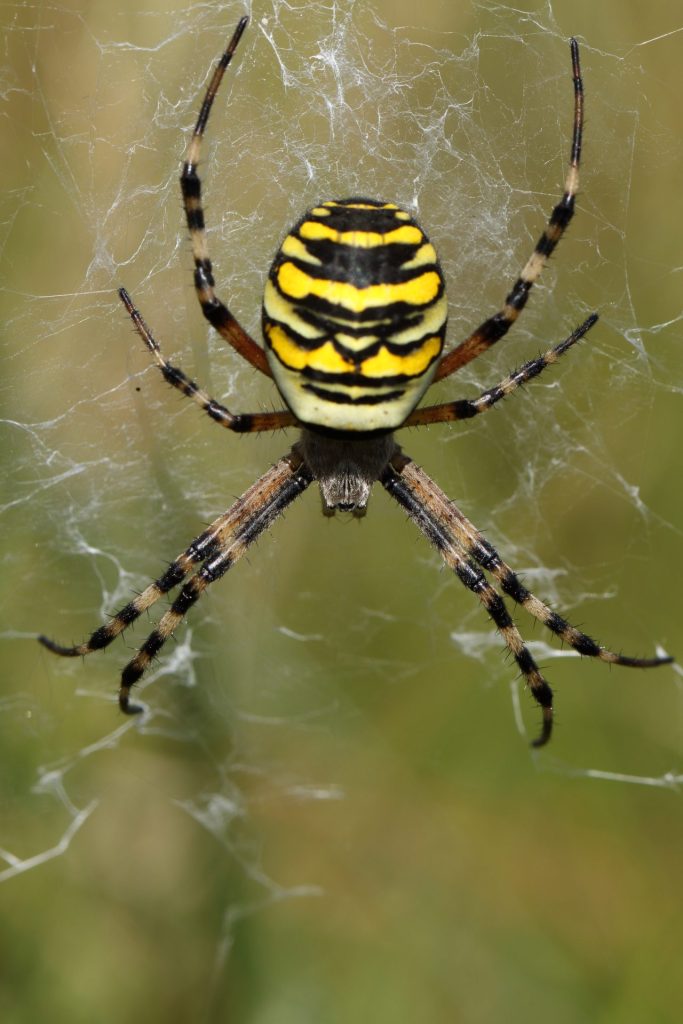 Wasp Spider (Vaughn Matthews