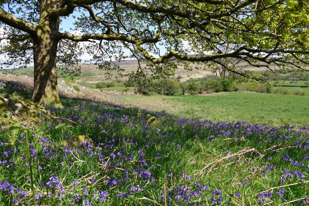 An oak tree and a carpet of bluebells at Llwyndewi nature reserve