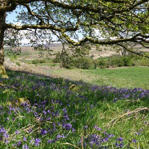 An oak tree and a carpet of bluebells at Llwyndewi nature reserve