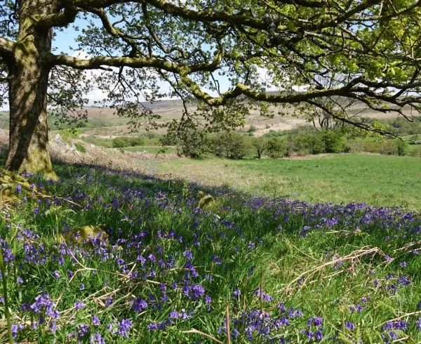 An oak tree and a carpet of bluebells at Llwyndewi nature reserve