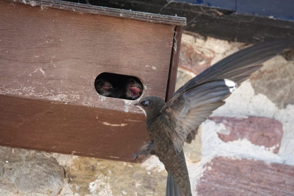 Swift visiting nest box