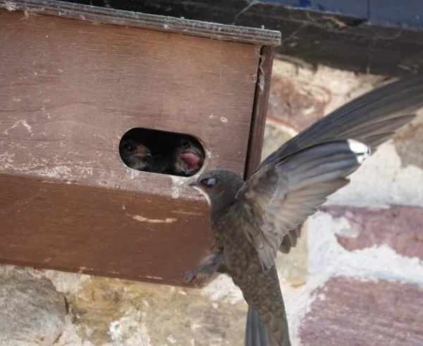 Swift visiting nest box