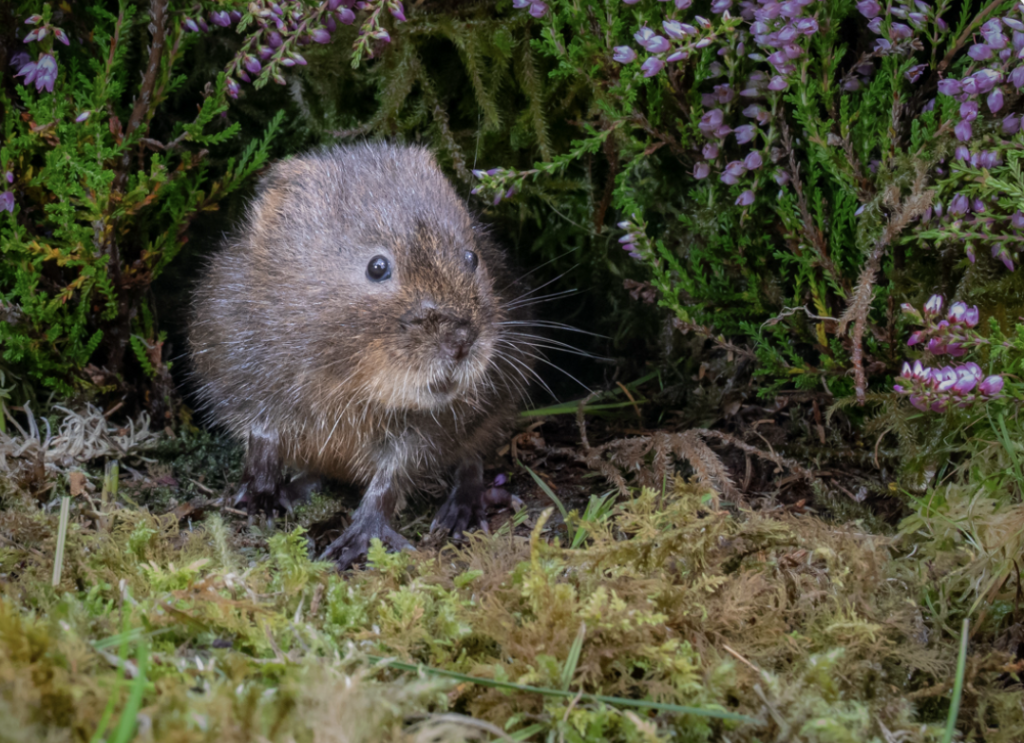 a water vole peeks out from its burrow