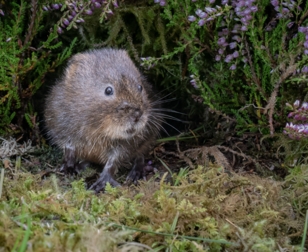 a water vole peeks out from its burrow