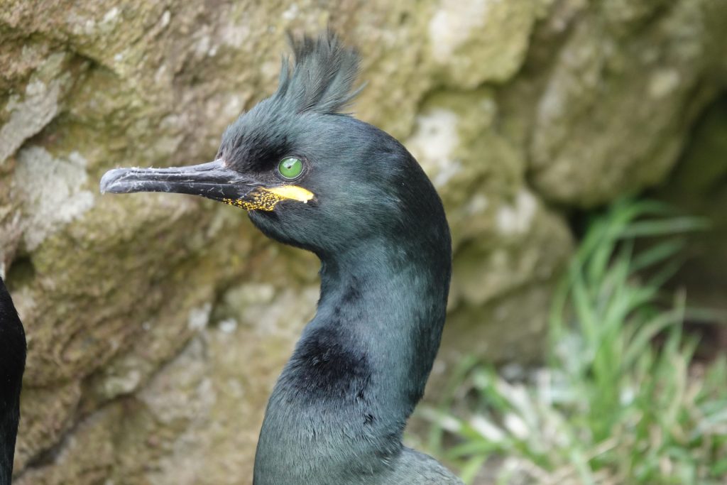 Shag (Gulosus aristotelis)