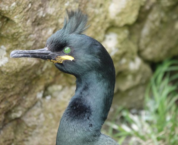 Shag (Gulosus aristotelis)