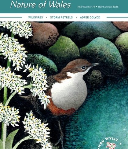 Natur Cymru rhif/issue 74 Haf/Summer 2026