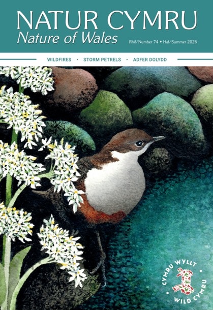 Natur Cymru rhif/issue 74 Haf/Summer 2026